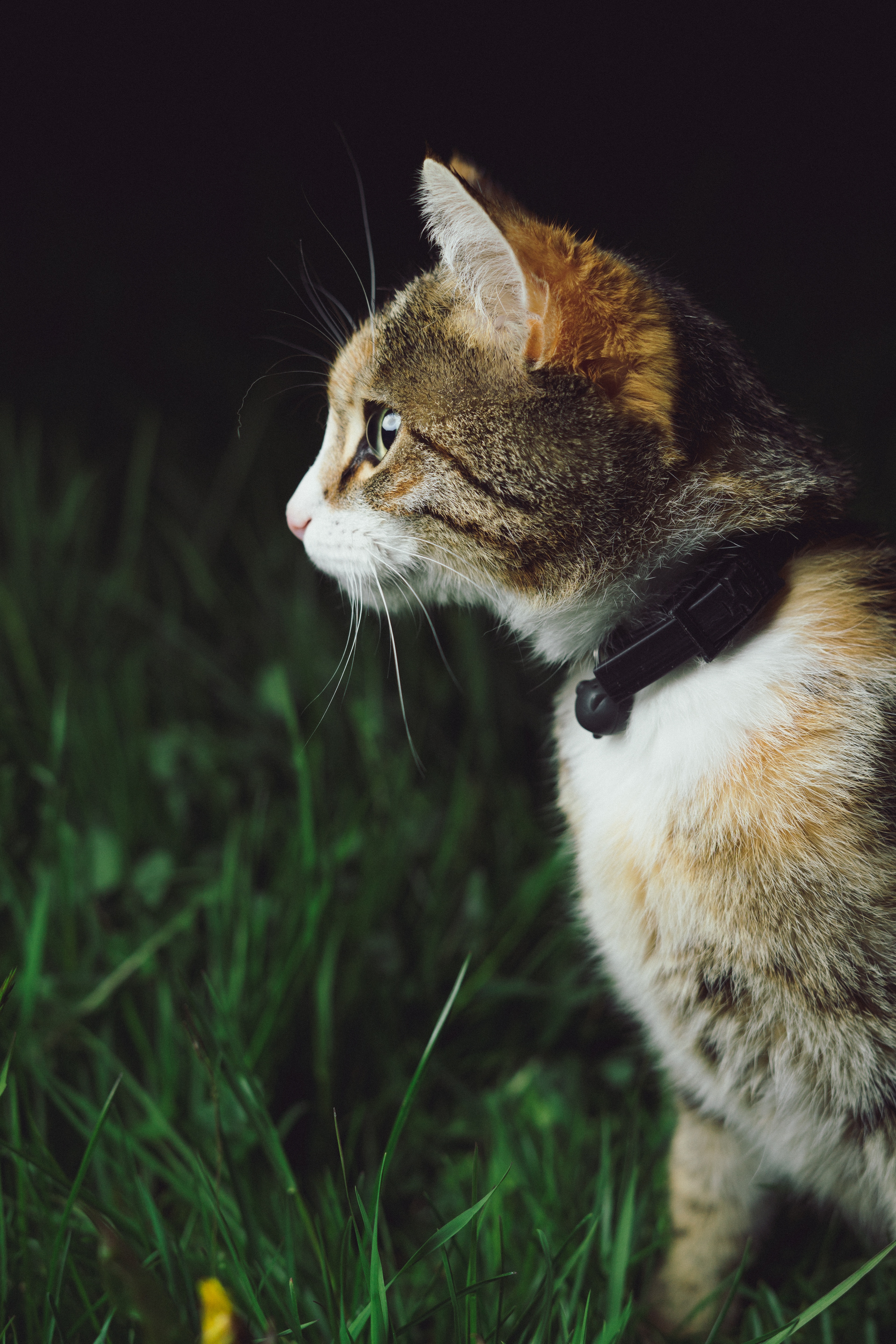 Junge Katze im Gras. Es hat einen Kragen mit einer Glocke. Glocken sind eine Quelle der Frustration für Katzen, sie stören sie, und das Halsband selbst an einer Katze draußen kann dazu führen, dass die Katze daran hängt und erstickt.